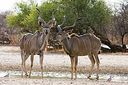 两个,大捻角羚,雄性,水潭,卡拉哈里沙漠,博茨瓦纳,非洲