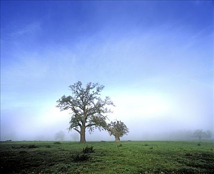 橡树,栎属,晨雾,德国,欧洲