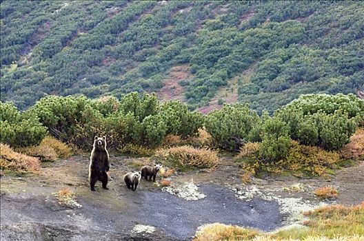 棕熊,母兽,危险,防护,堪察加半岛,俄罗斯