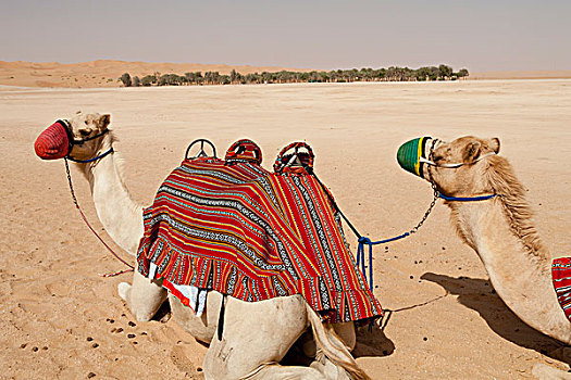 骆驼,空,区域,绿洲,阿布扎比,阿联酋