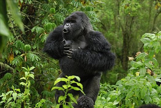 山地大猩猩,大猩猩,银背大猩猩,展示,击打,胸部,火山国家公园,卢旺达