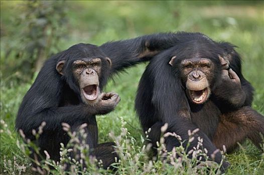 黑猩猩,类人猿,一对,发声,灵长类,中心,法国