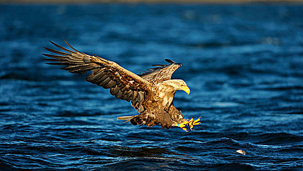 白尾,鹰,海洋,猎捕,挪威,斯堪的纳维亚,欧洲