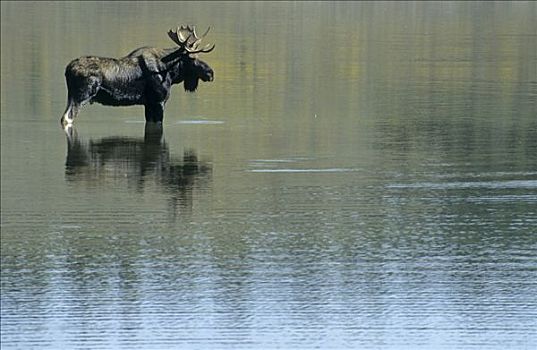 驼鹿,站立,湖,大台顿国家公园,怀俄明,美国