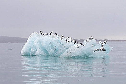 群,三趾鸥,冰山,斯瓦尔巴特群岛,挪威,欧洲