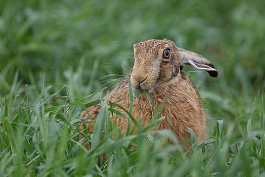 棕兔,欧洲野兔,进食,英格兰,英国,欧洲