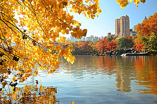 茂密,树,叶子,摩天大楼,中央公园,秋天,纽约