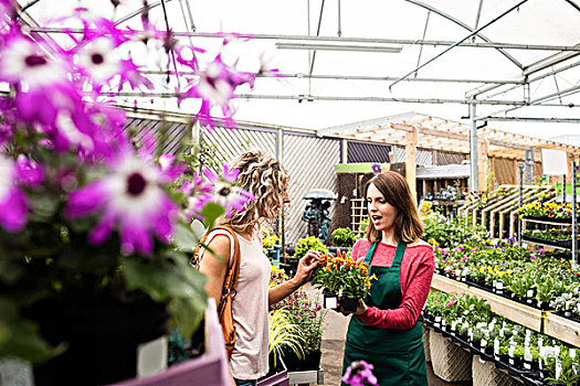 女性,花商,交谈,女人,植物,花卉商店