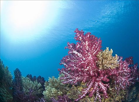 软珊瑚,礁石,四王群岛,西巴布亚,印度尼西亚