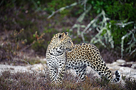 豹,禁猎区,伊丽莎白港,南非