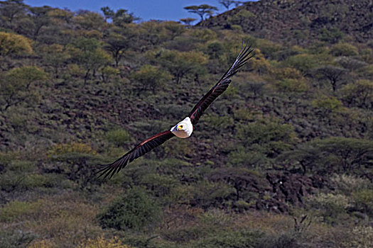 非洲鱼鹰,吼海雕,湖,肯尼亚