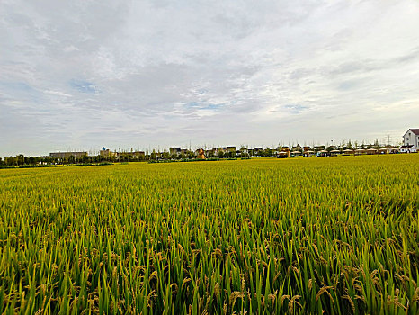 稻田音乐节,乡村大舞台