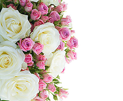 粉色,白色,盛开,玫瑰,白色蔷薇,花,边界,隔绝,白色背景,背景