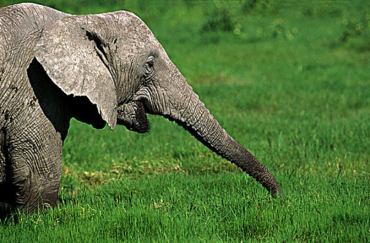 非洲象,成年,吃草,肯尼亚