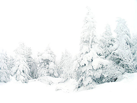 白色,冬日奇景,风景