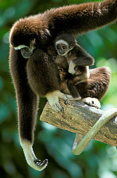 普通,长臂猿,坐,枝条,悬挂,年轻,新加坡动物园,新加坡,亚洲