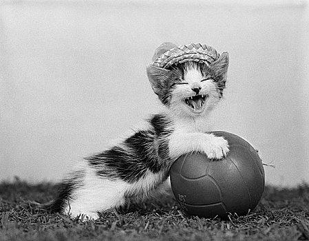 可爱,小猫,球