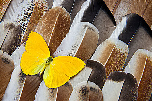 蝴蝶,土耳其,羽毛,设计