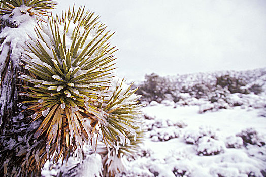 雪,地面,约书亚树,靠近,山,查尔斯顿,北方,拉斯维加斯,美国