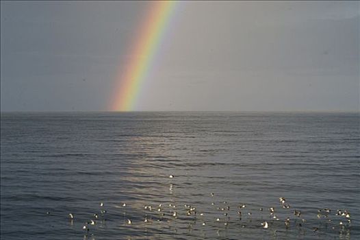 彩虹,鸟群,半岛,冰岛