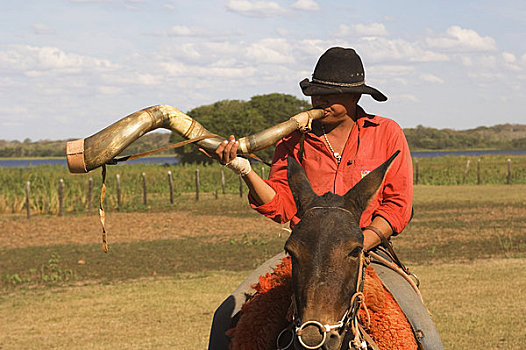巴西,潘塔纳尔,宽吻鳄,牧场,牛仔,骑马,沟通