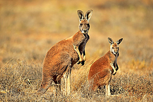 红袋鼠,幼兽,警惕,国家公园,新南威尔士,澳大利亚,大洋洲