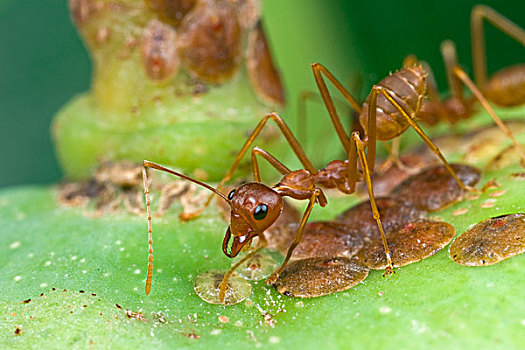 蚂蚁,护理,鳞片,昆虫,芒果,几内亚