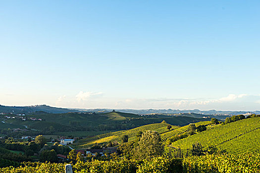 漂亮,葡萄园,瑞士,蓝天