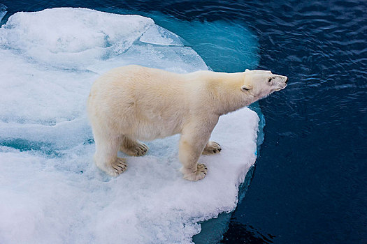北极熊,浮冰,北极,斯瓦尔巴特群岛,挪威,欧洲