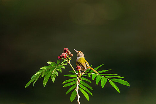 整天不停地在枝叶间跳来跳去,在灌木草丛中觅食的长尾缝叶莺鸟