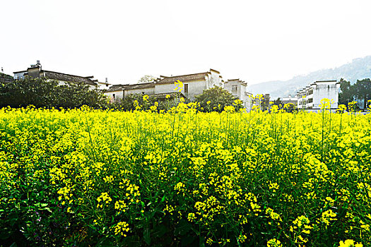 新安江山水画廊