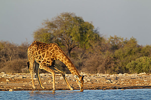 南非,长颈鹿,雄性,喝,水潭,埃托沙国家公园,纳米比亚,非洲
