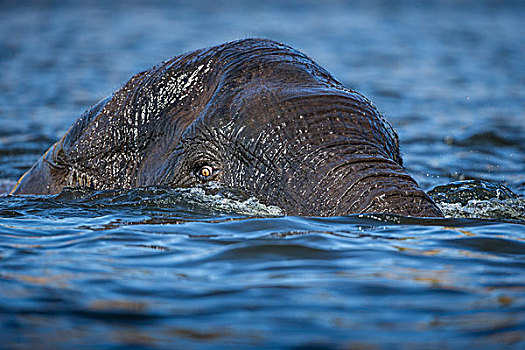 非洲,博茨瓦纳,乔贝国家公园,非洲象,游泳,淹没,乔贝,河