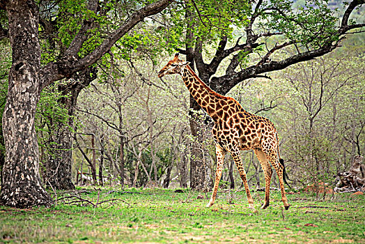 南方长颈鹿,长颈鹿,成年,树,克鲁格国家公园,南非,非洲