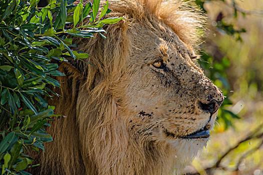 肯尼亚马赛马拉国家公园狮子群
