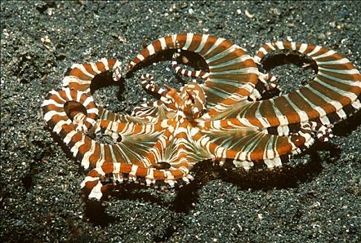 章鱼,猎捕,沙,仰视,蓝碧海峡,北苏拉威西省,印度尼西亚