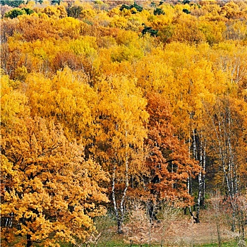 黄色,秋日树林