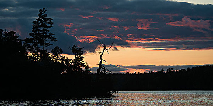 剪影,树,湖岸,湖,木头,安大略省,加拿大