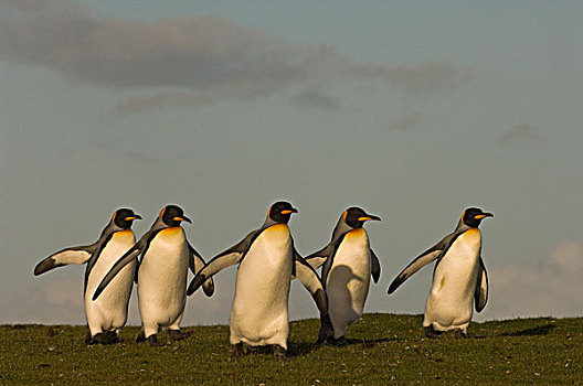 帝企鹅,自愿角,东福克兰,岛屿,福克兰群岛