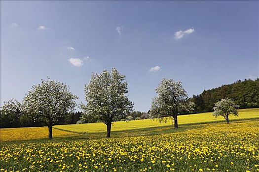 花,梨树,靠近,上奥地利州,奥地利,欧洲