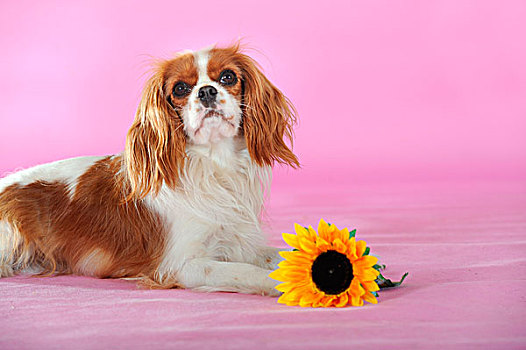 查尔斯王犬,布伦海姆,色彩,卧,旁侧,向日葵