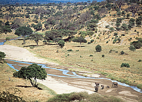 大象,河床,河,塔兰吉雷国家公园,坦桑尼亚