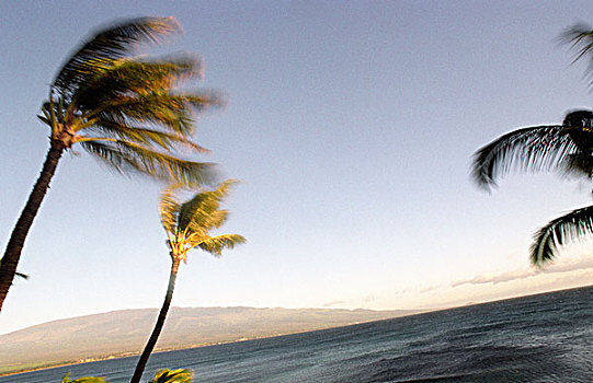 棕榈树,树,弯曲,风,毛伊岛,海岸线