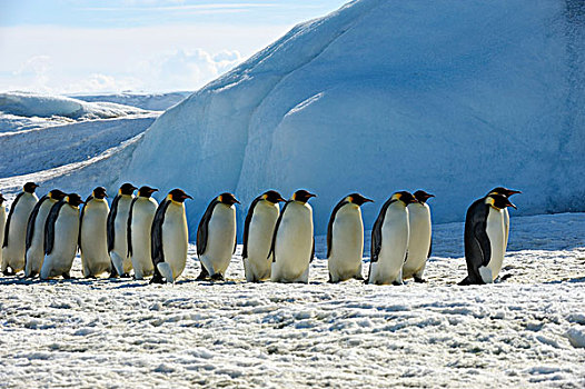 南极,威德尔海,雪丘岛,帝企鹅,迅速,冰,途中,生物群