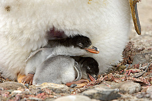 巴布亚企鹅,企鹅,成年,两个,孵化,幼禽,福克兰群岛,南大西洋