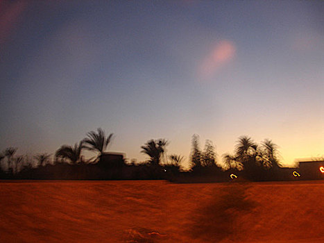 红色,陆地,棕榈树,摩洛哥