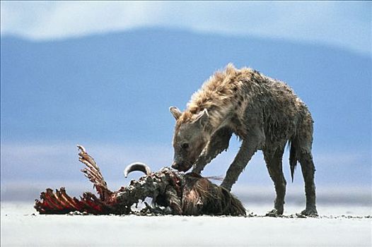 斑鬣狗,蓝角马,角马,畜体,恩戈罗恩戈罗火山口,坦桑尼亚