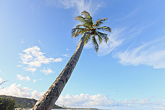 棕榈树,巴西