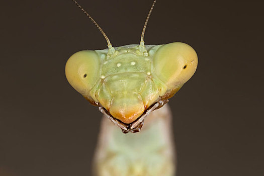 螳螂,头像,脸