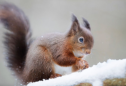 红松鼠,木头,雪中